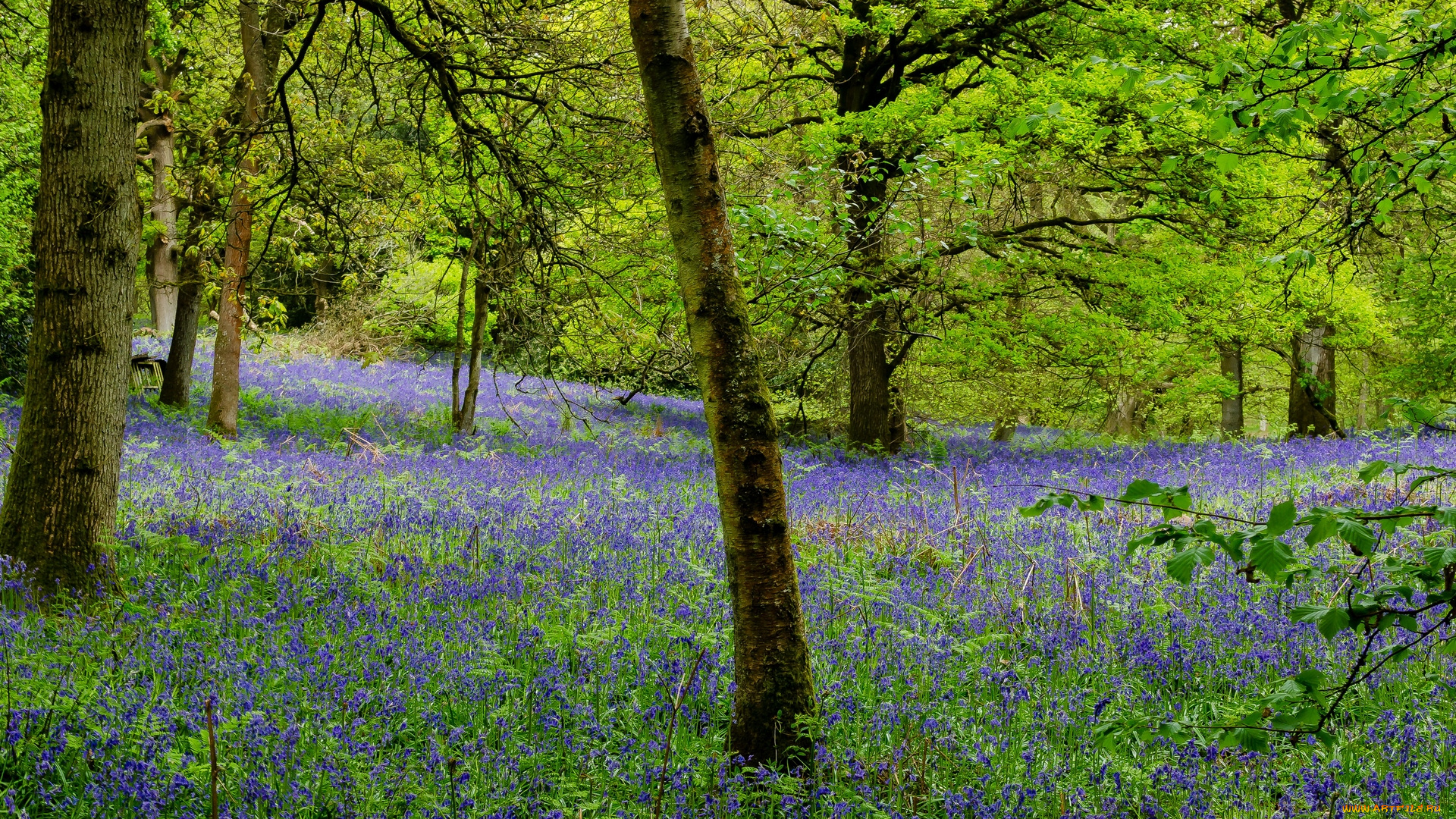 англия, природа, парк, деревья, цветы