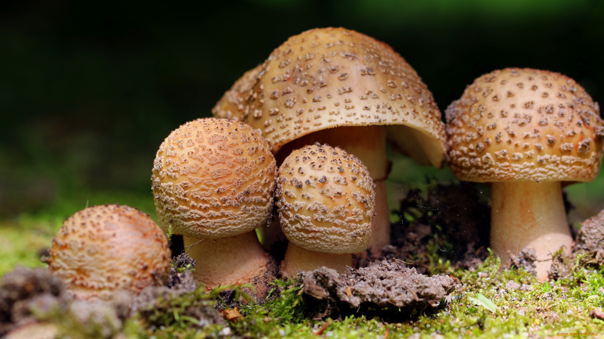 природа, грибы, макро, лес, мох