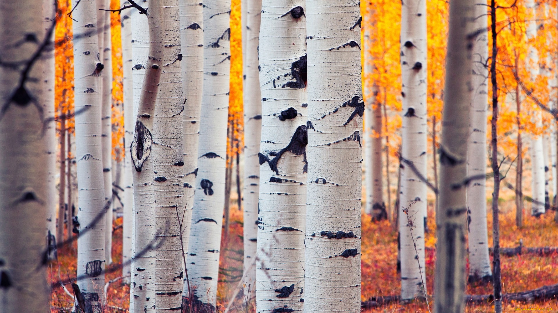 природа, лес, осень, березы