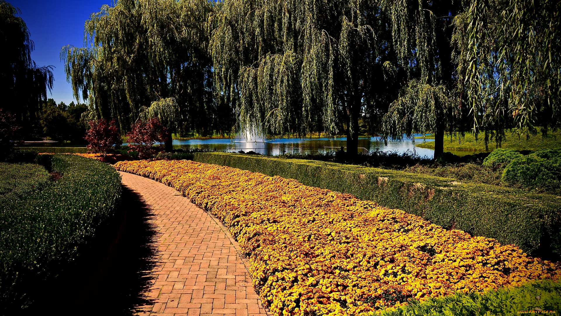 природа, парк, водоем, цветы, деревья, кустарники