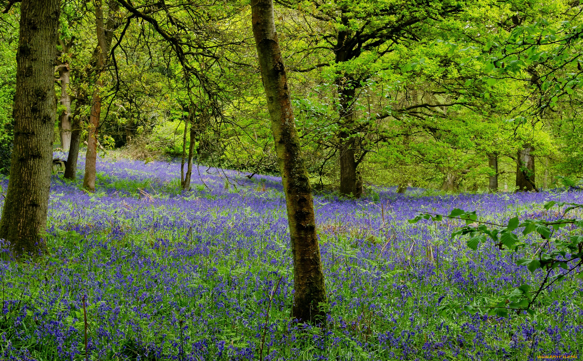 англия, природа, парк, деревья, цветы
