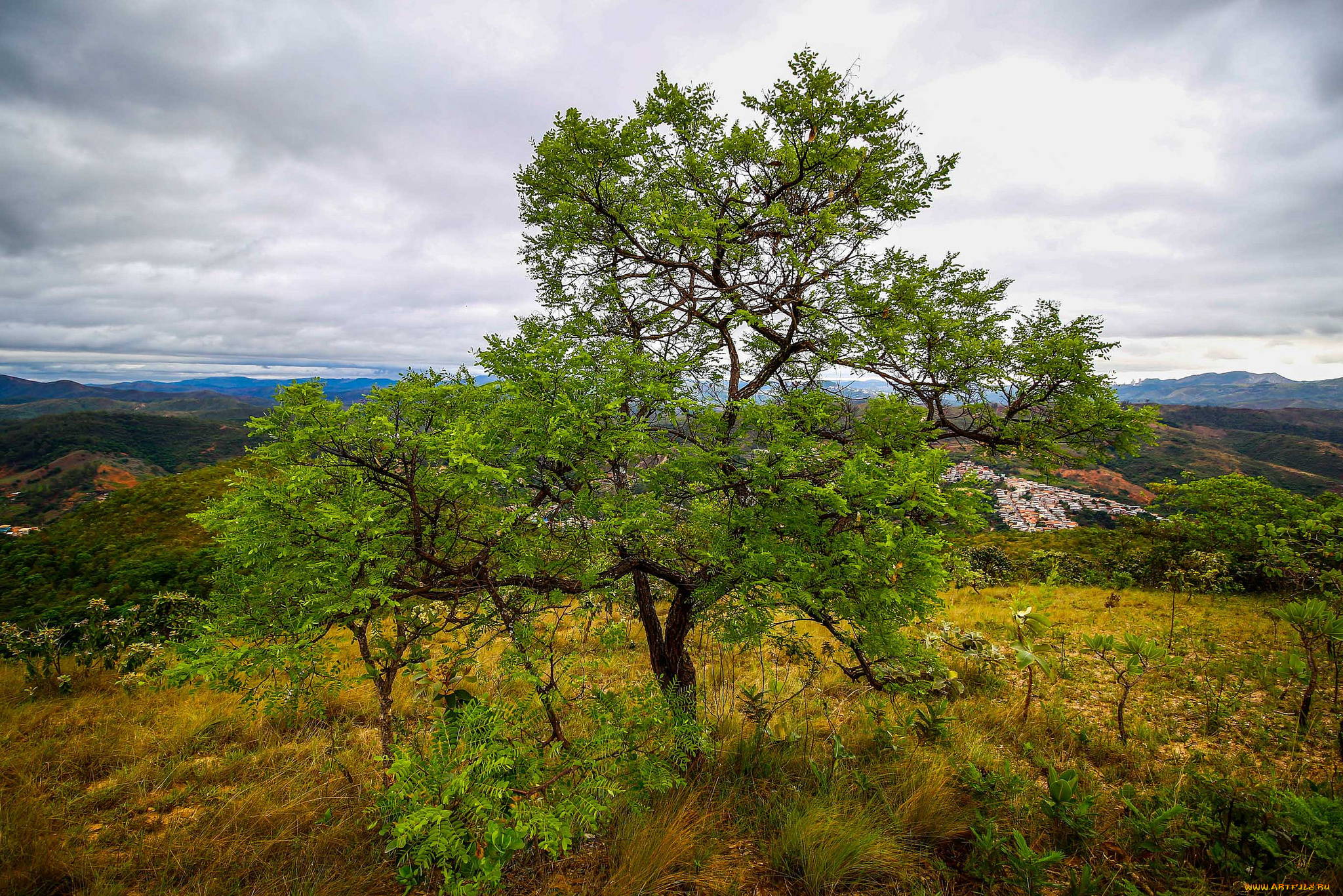 природа, деревья, простор