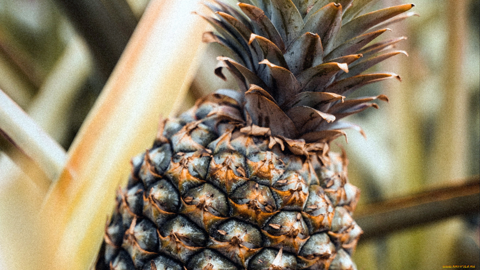 еда, ананас