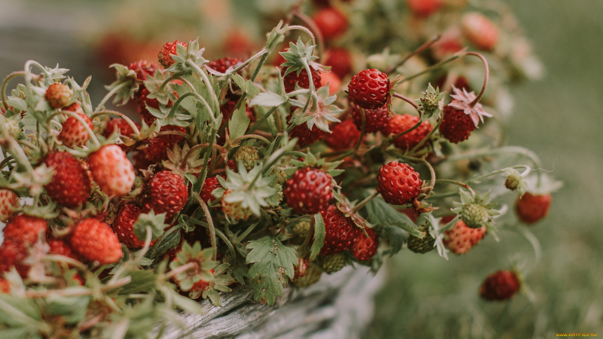 еда, клубника, , земляника, земляника