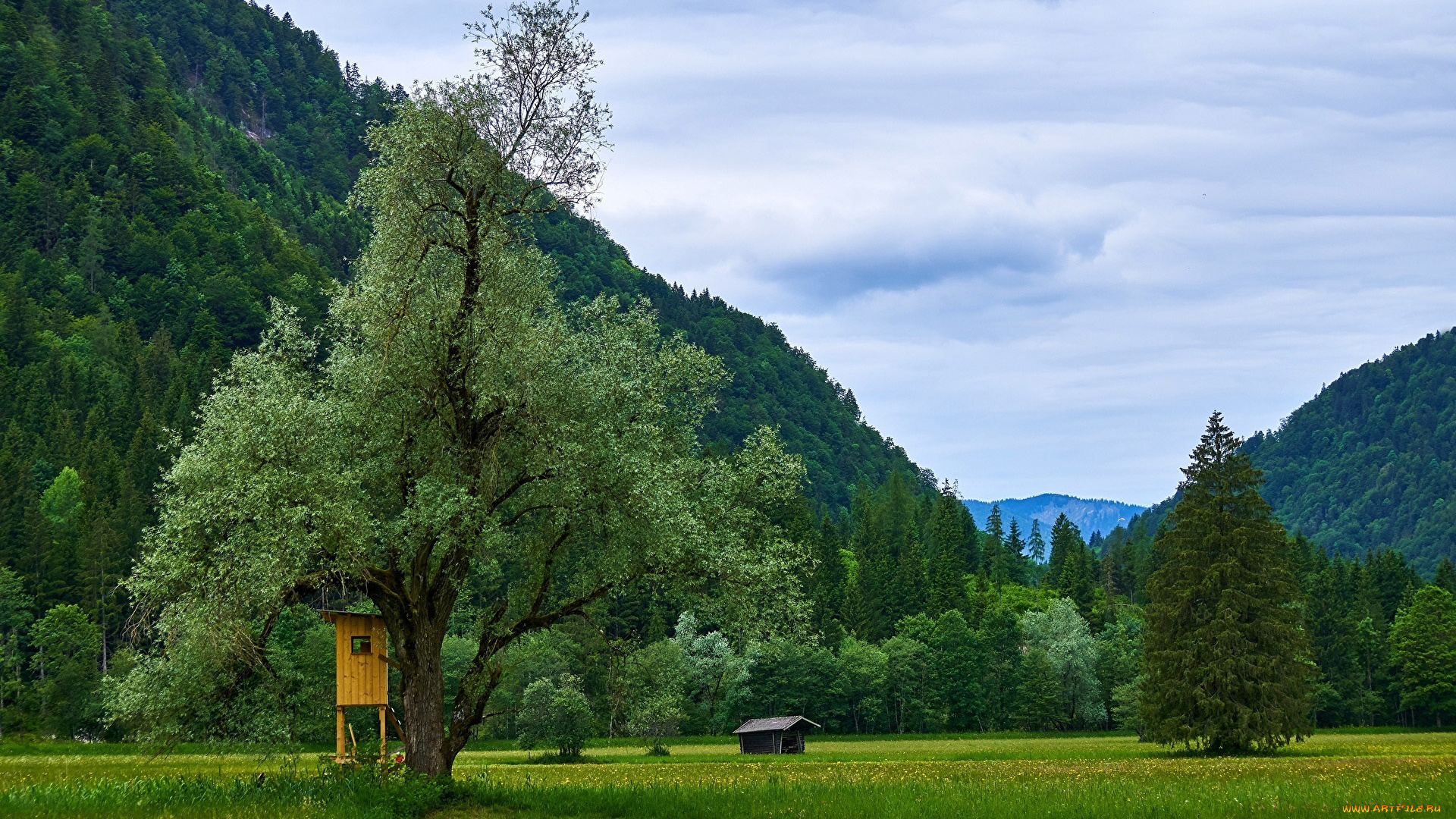 природа, луга, луг, горы, деревья, лето