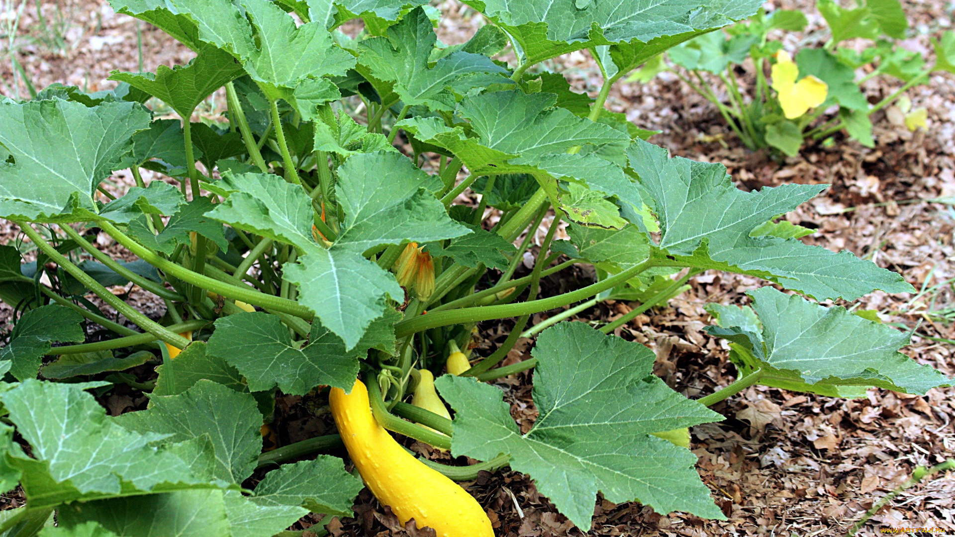 природа, плоды, кабачок