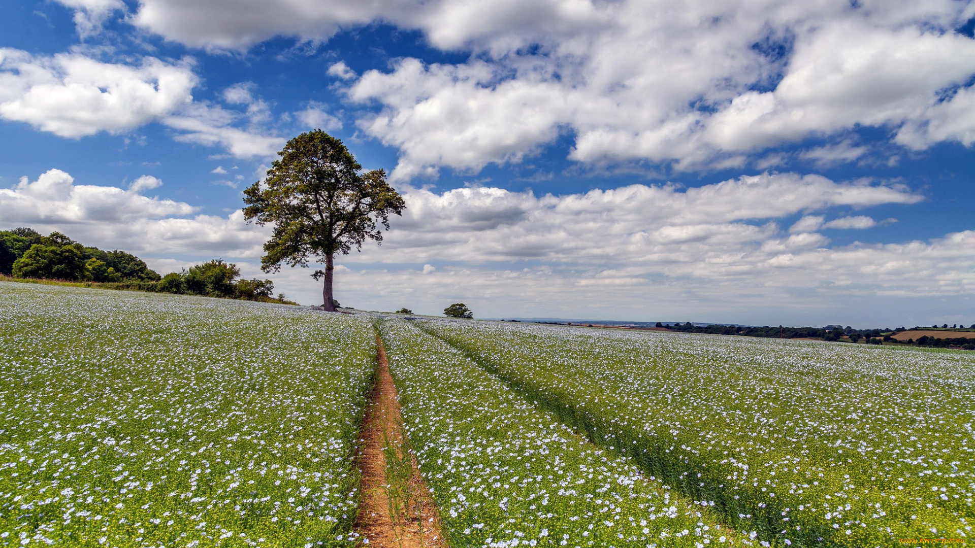 природа, поля, облака, лето, поле, лен, синий