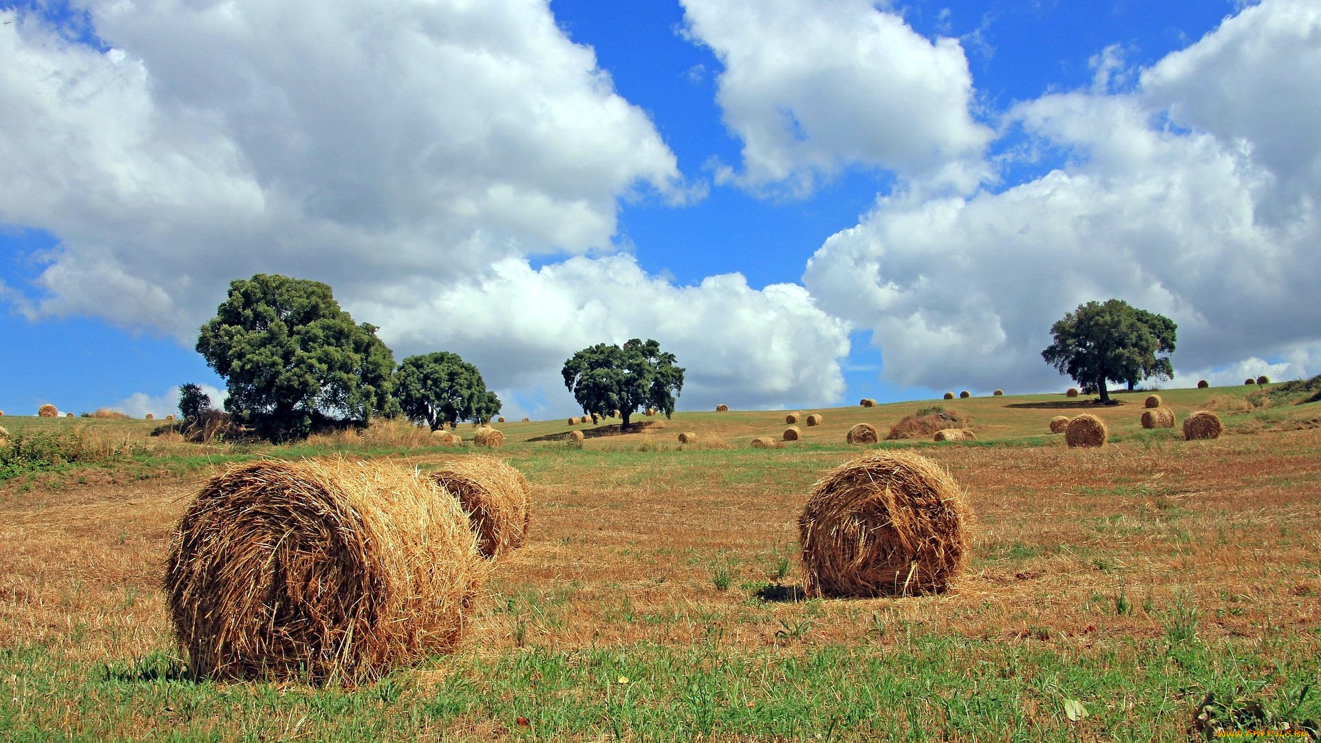 природа, поля, стога
