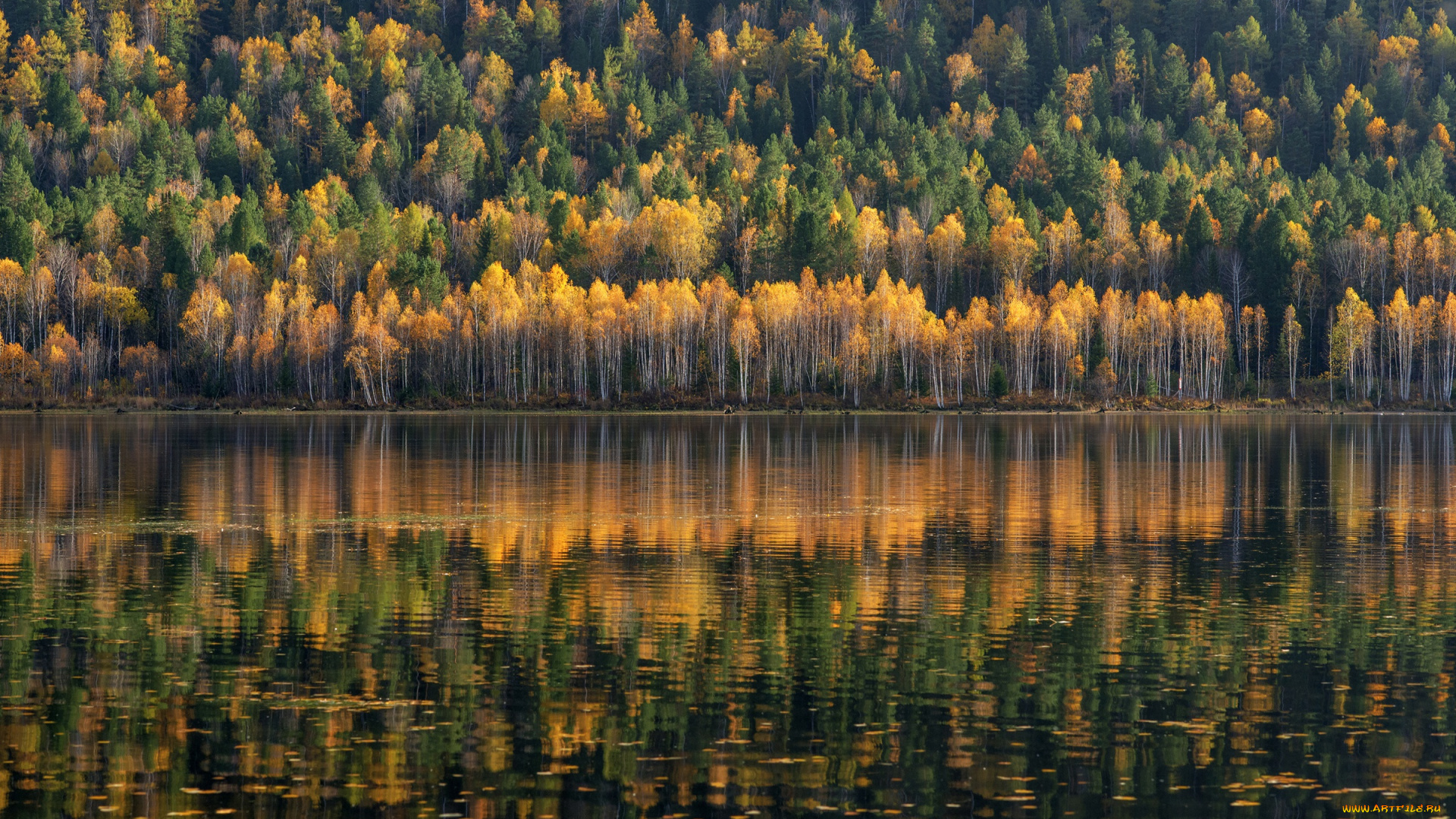 природа, реки, озера, forrest