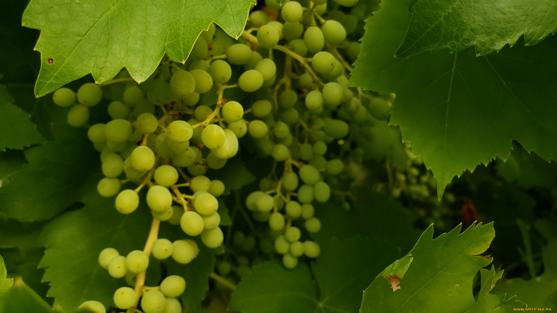 природа, ягоды, , виноград, зеленый, виноград
