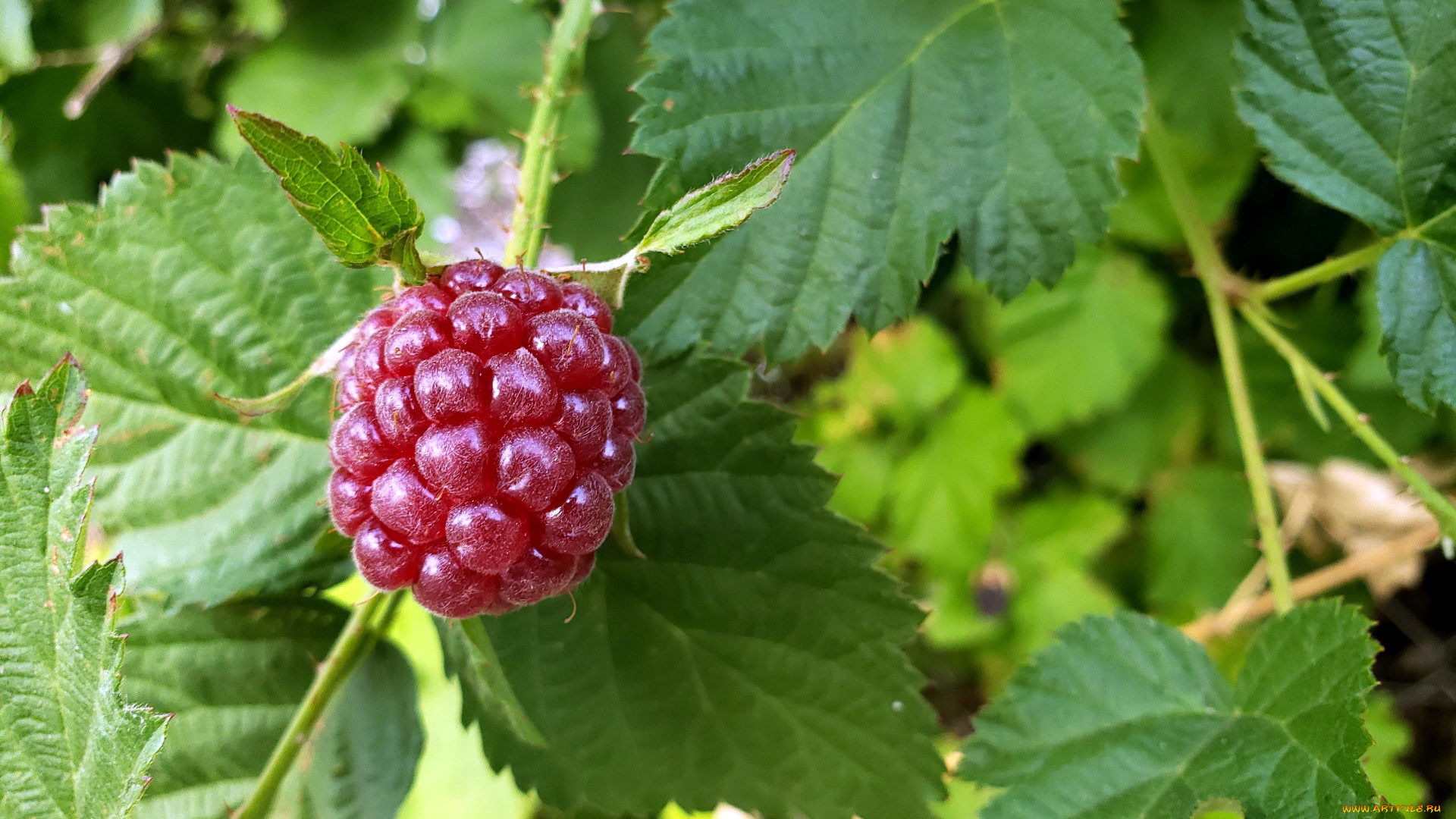 природа, ягоды, ежевика