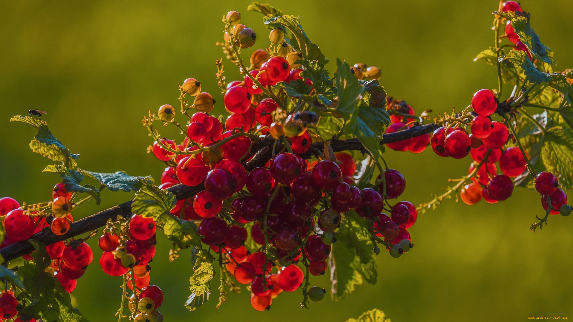 природа, ягоды, красная, смородина