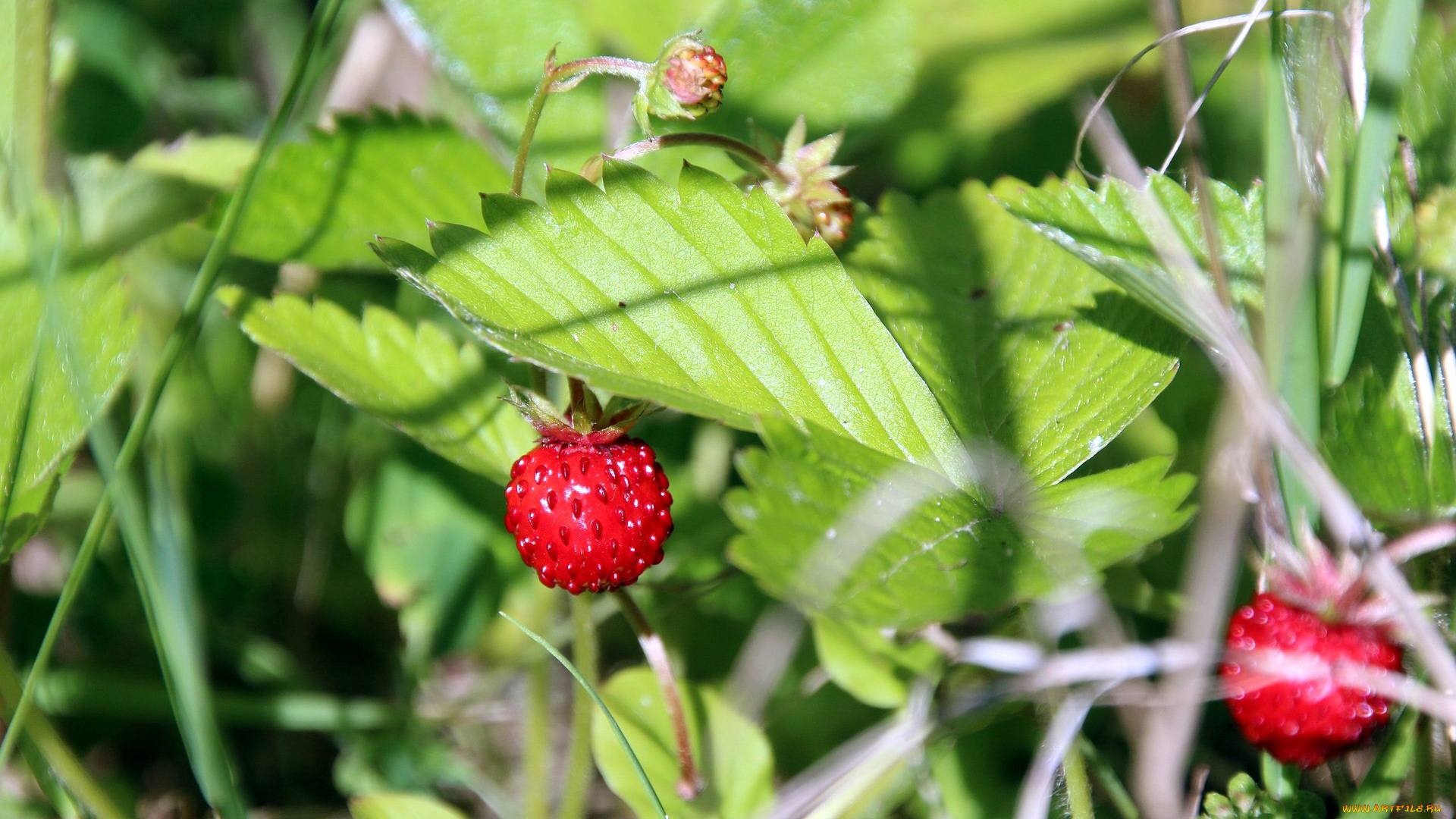 природа, ягоды, земляника