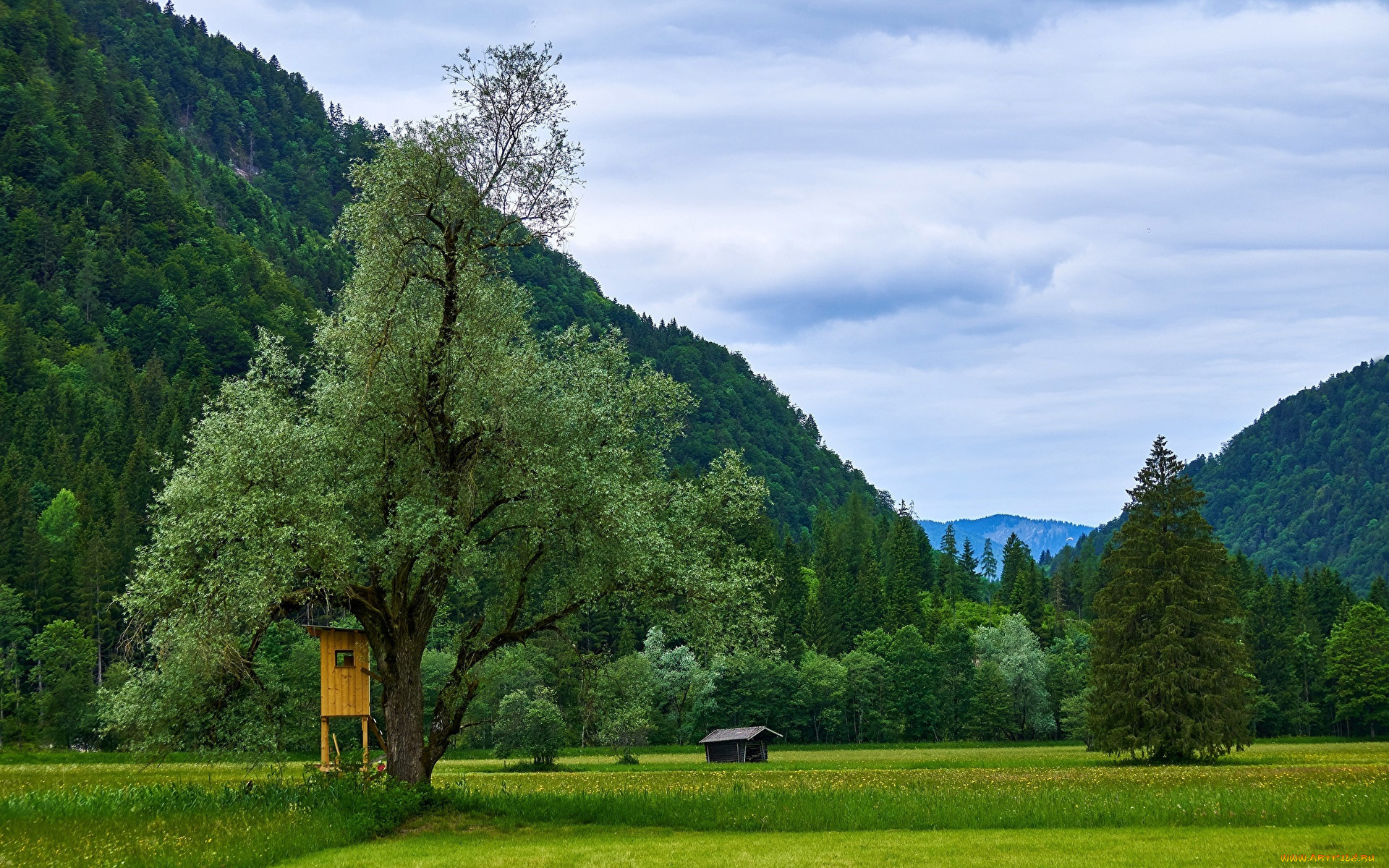 природа, луга, луг, горы, деревья, лето