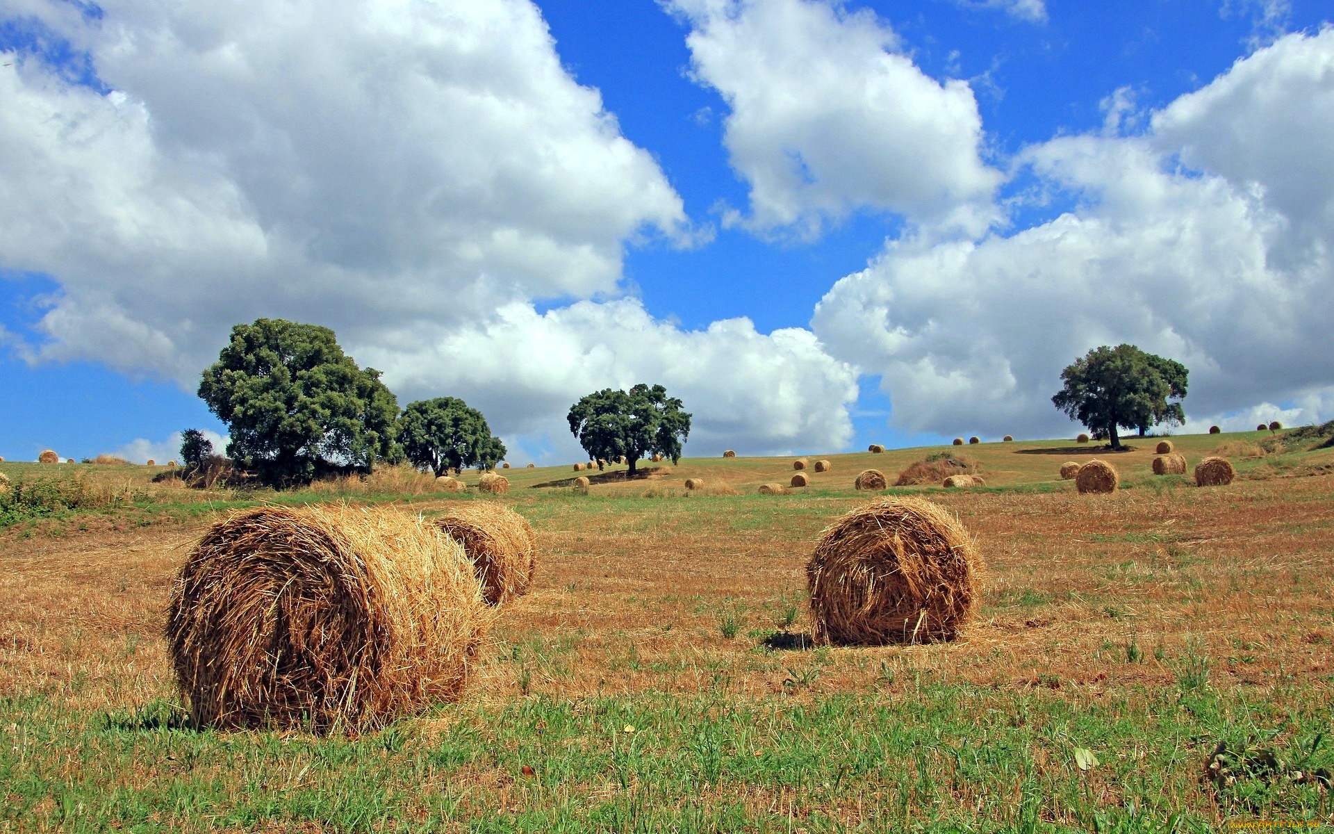 природа, поля, стога