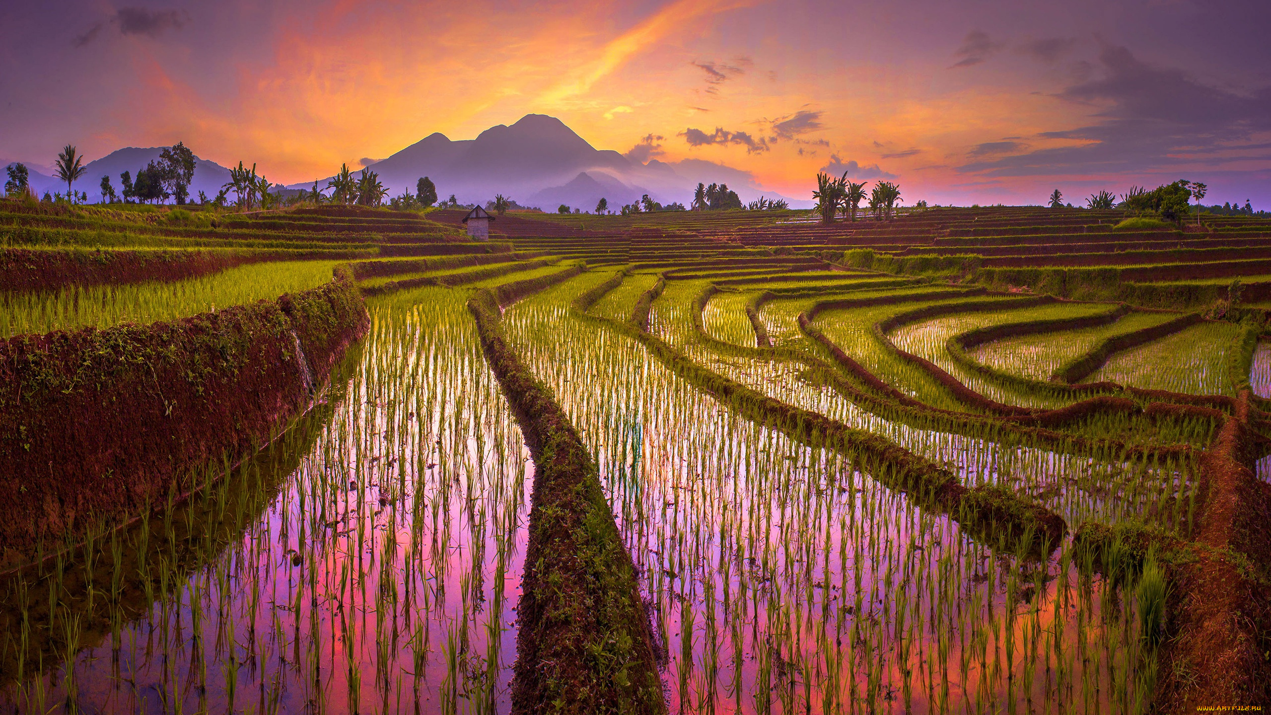 природа, поля