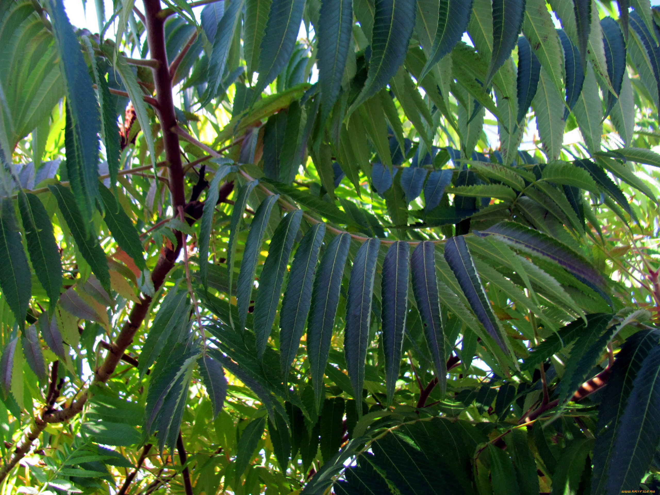 природа, листья