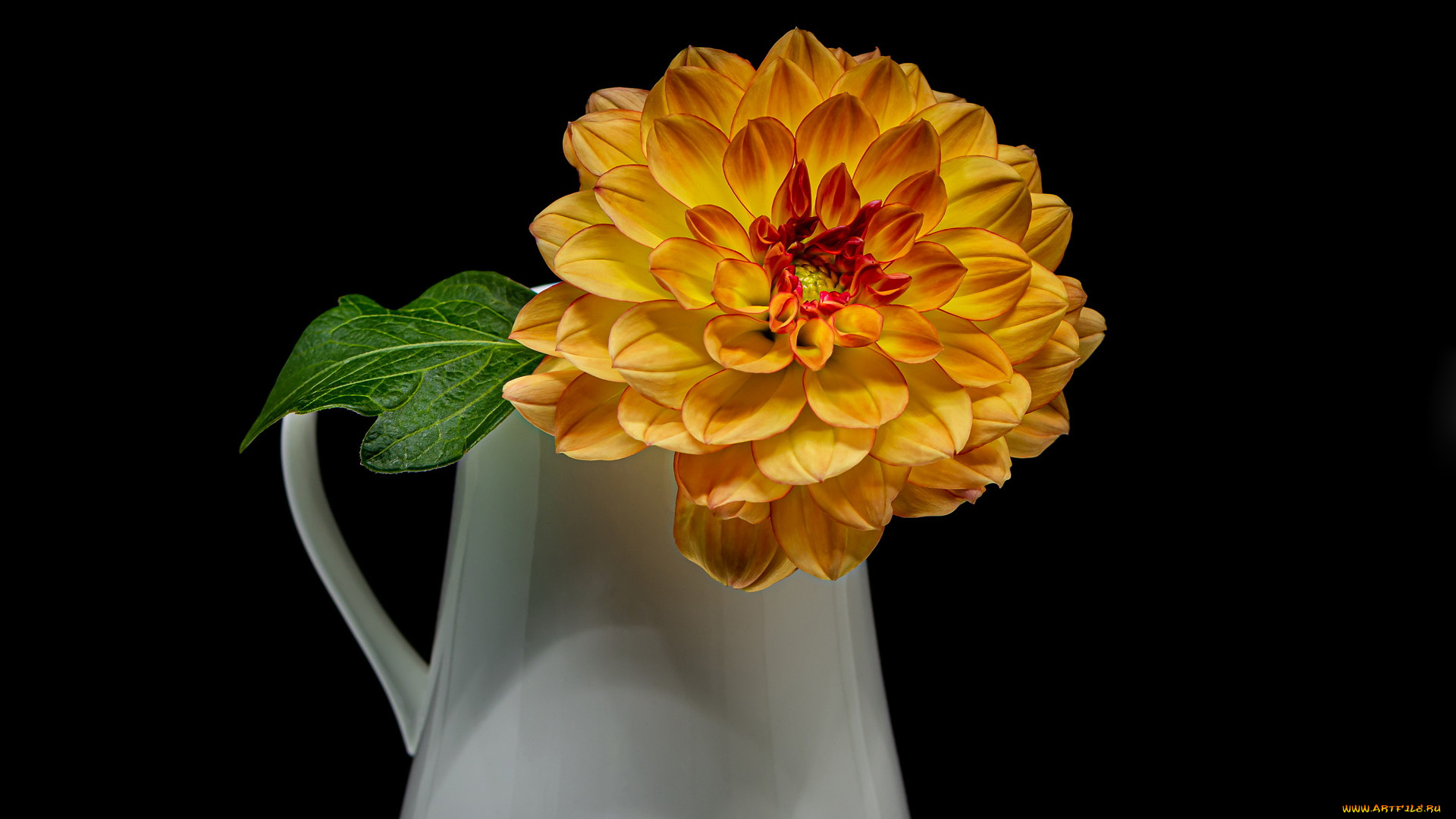 цветы, георгины, кувшин, георгин