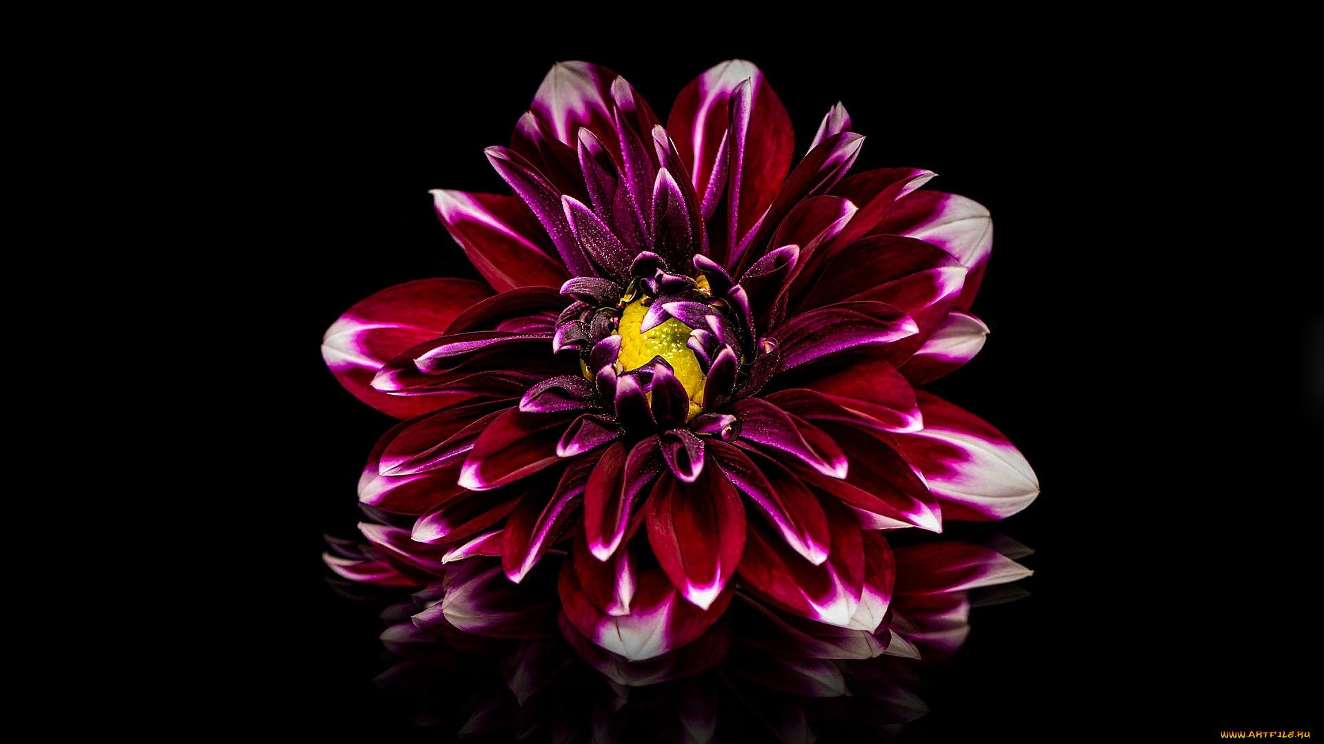 цветы, георгины, макро