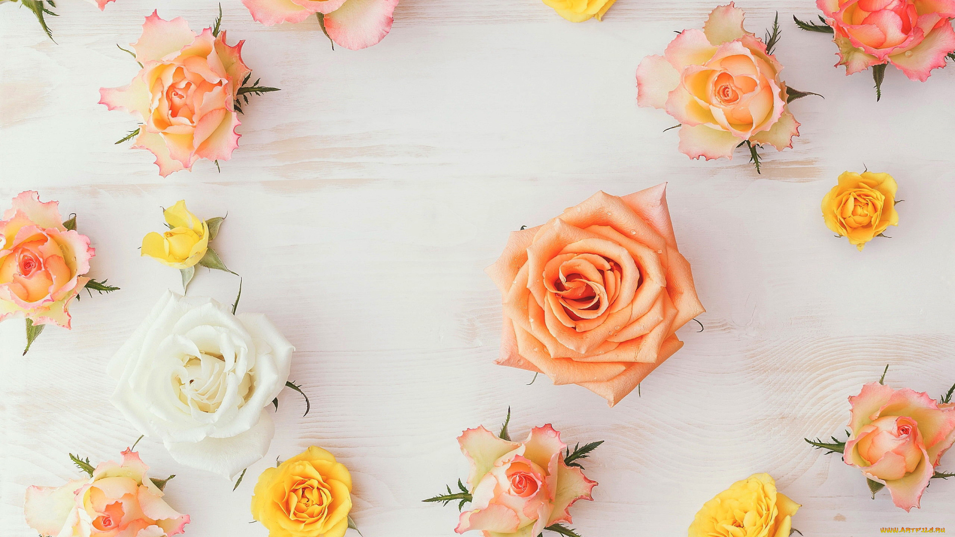 цветы, розы, бутоны