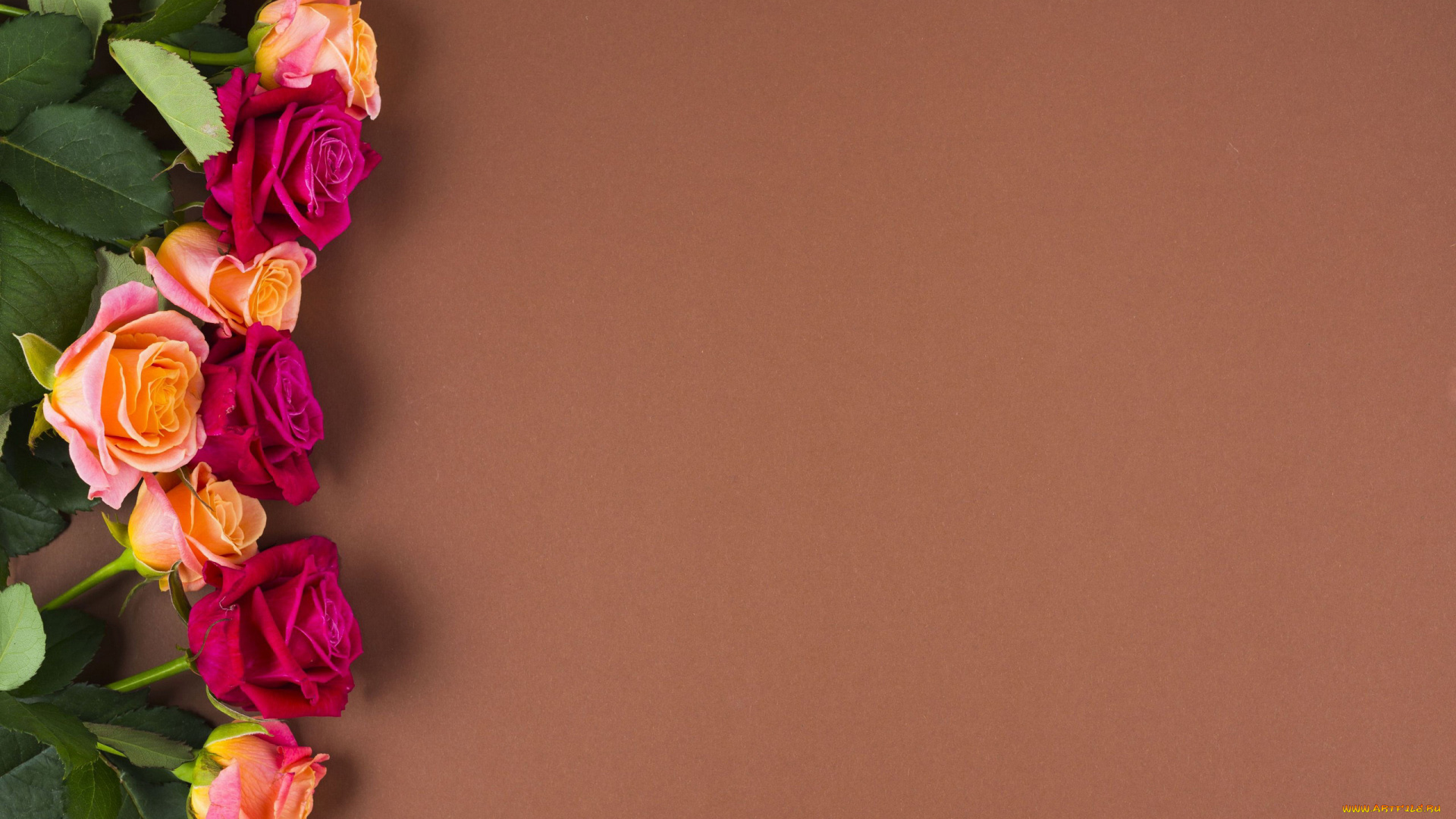 цветы, розы, бутоны