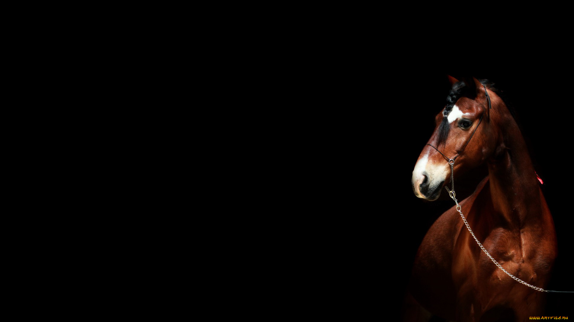 животные, лошади, конь, гнедой, коса