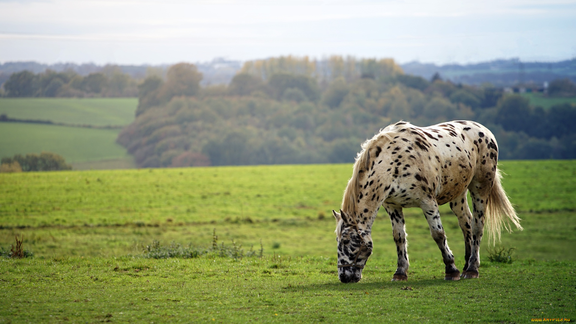 животные, лошади, лошадь, луга, роща