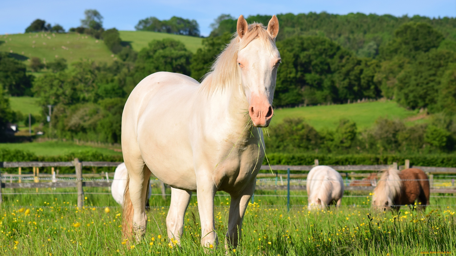 животные, лошади, трава, пастбище, луга, рощи