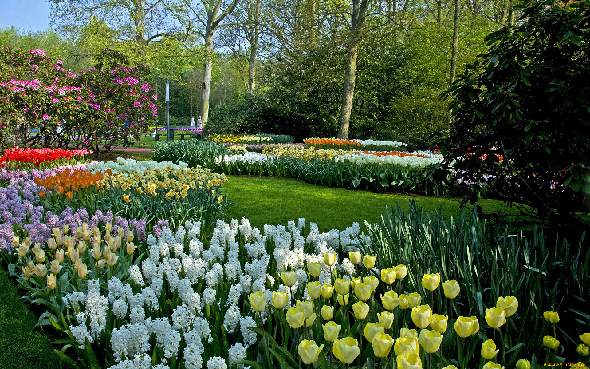 keukenhof, the, netherlands, природа, парк, the, netherlands