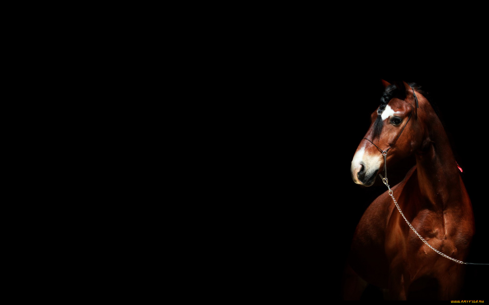 животные, лошади, конь, гнедой, коса