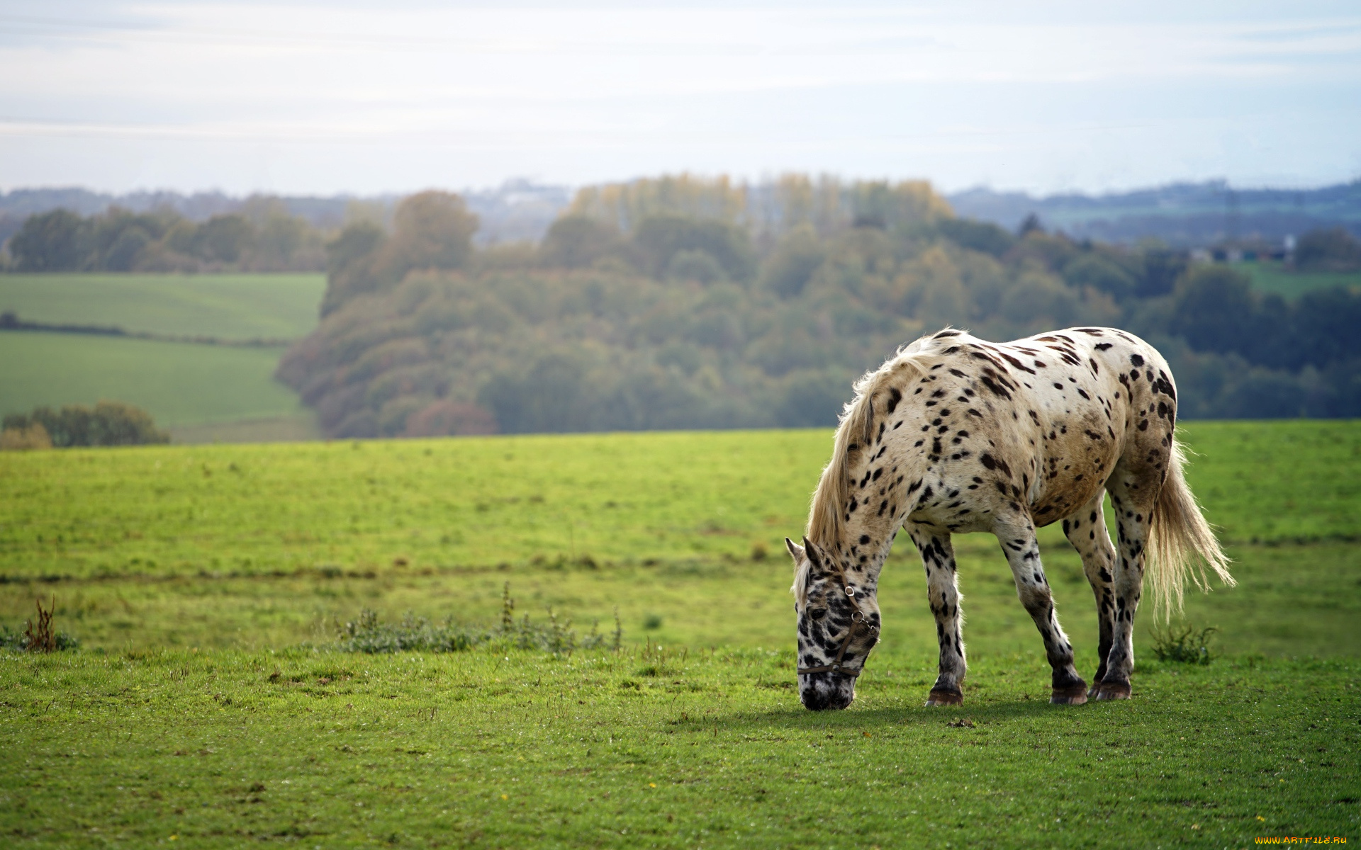 животные, лошади, лошадь, луга, роща