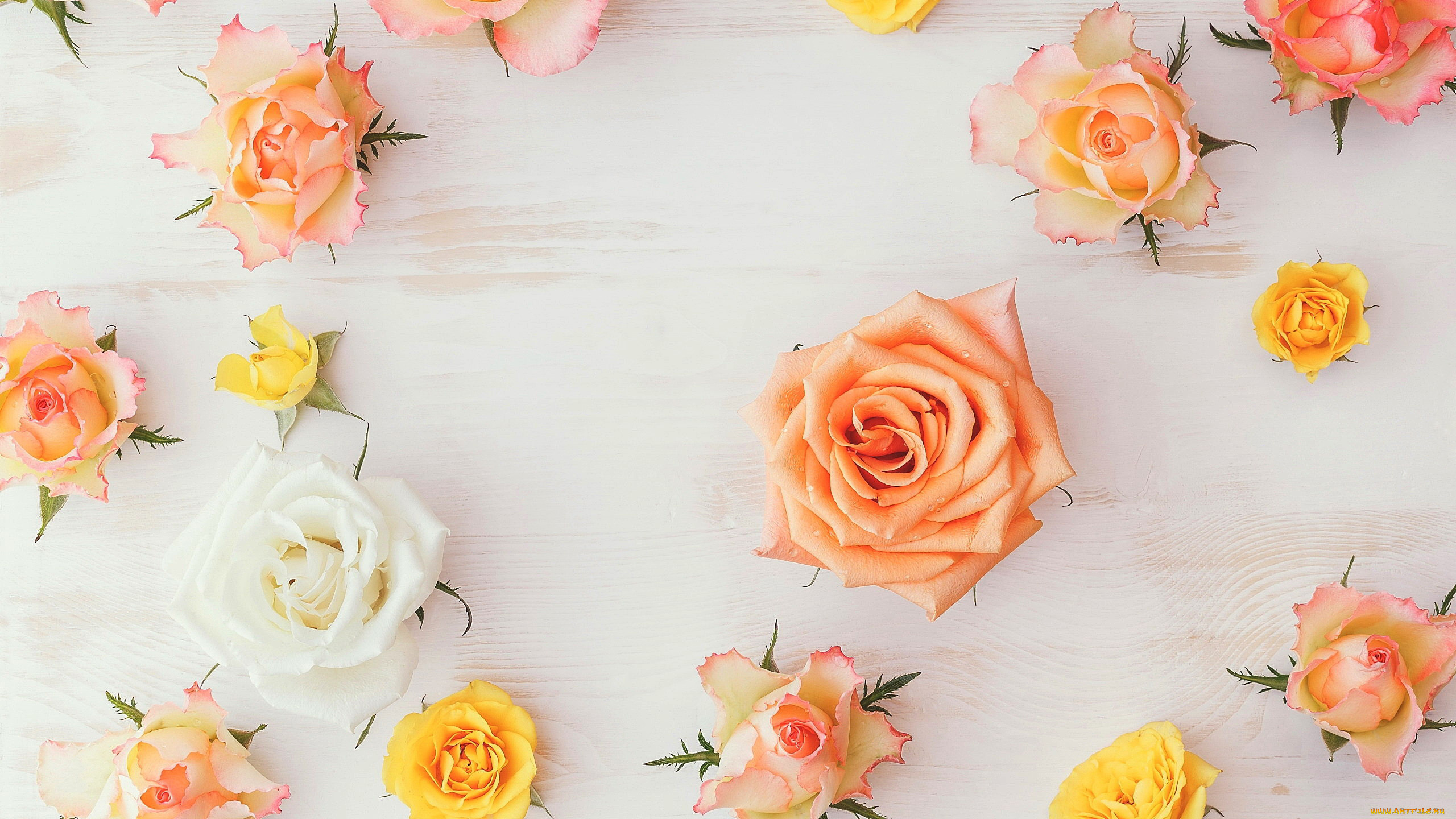 цветы, розы, бутоны