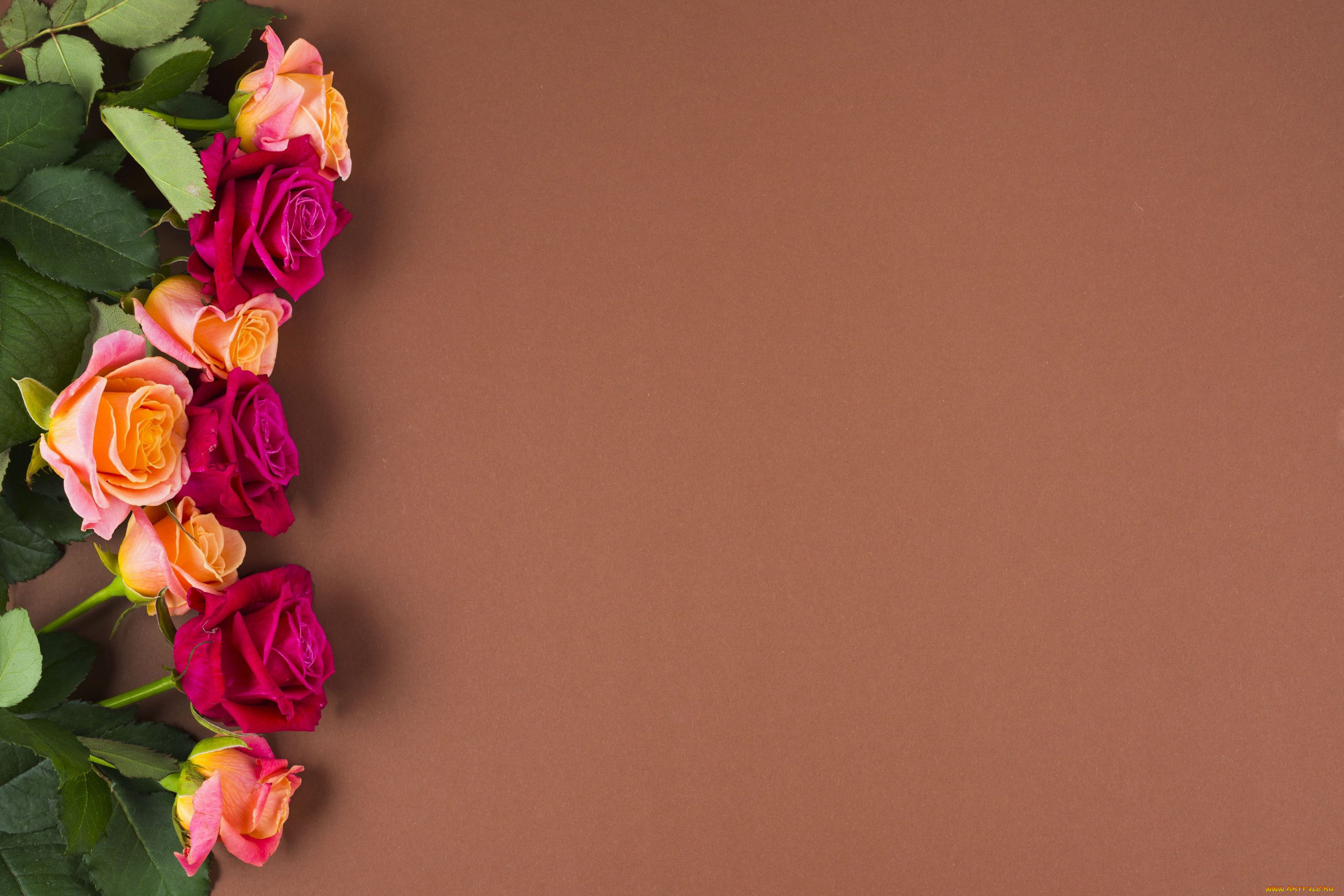 цветы, розы, бутоны