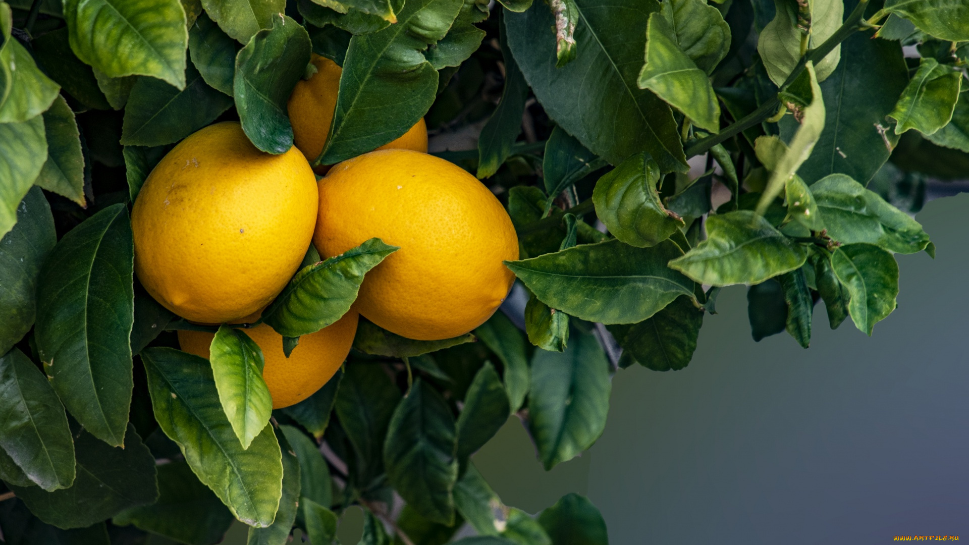 природа, плоды, лимоны