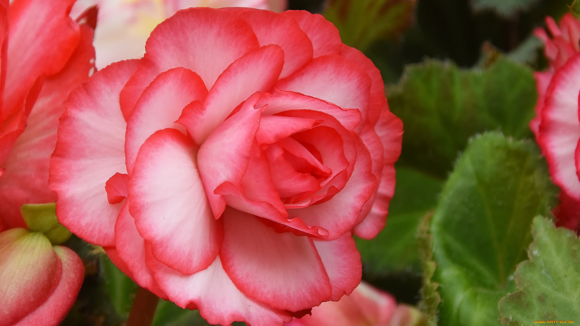 цветы, бегония, бело-розовая, макро