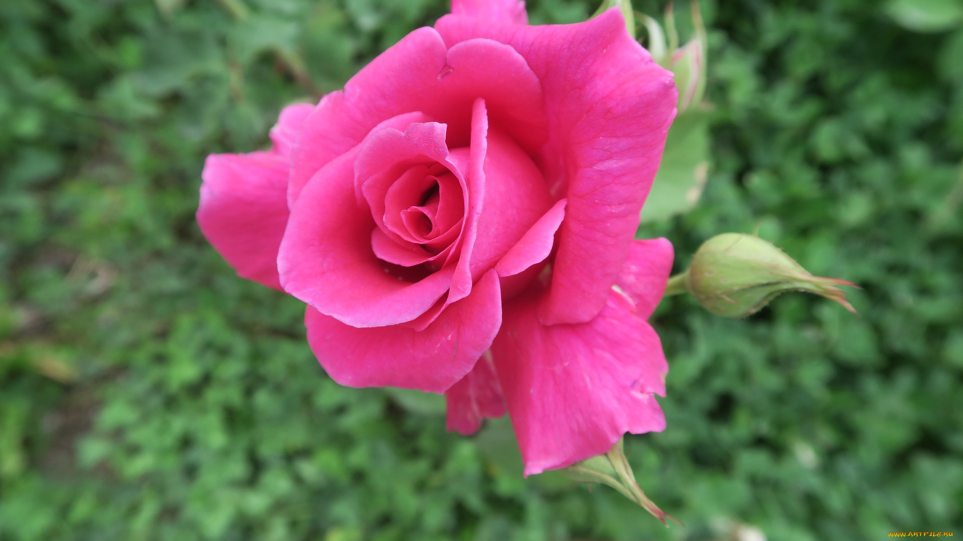 цветы, розы, розовая, роза, макро, бутон