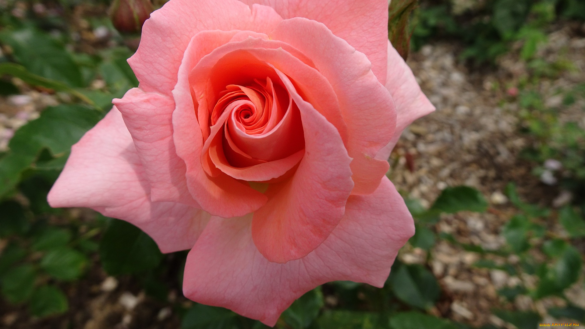 цветы, розы, розовая, роза, макро, бутон