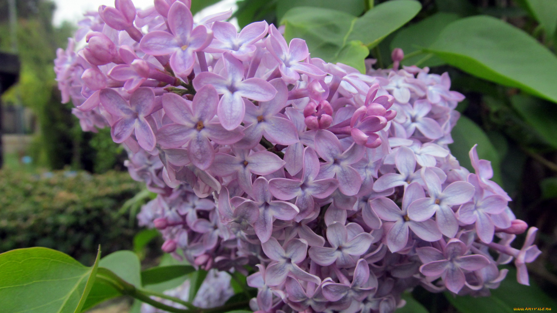 цветы, сирень, весна, ветка, макро