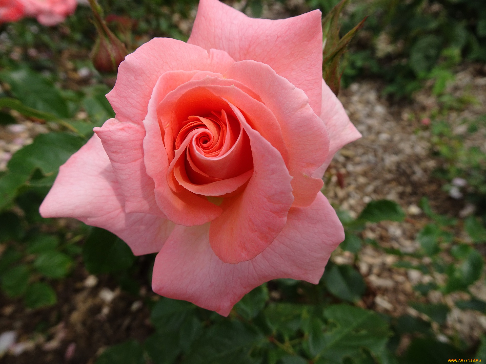 цветы, розы, розовая, роза, макро, бутон