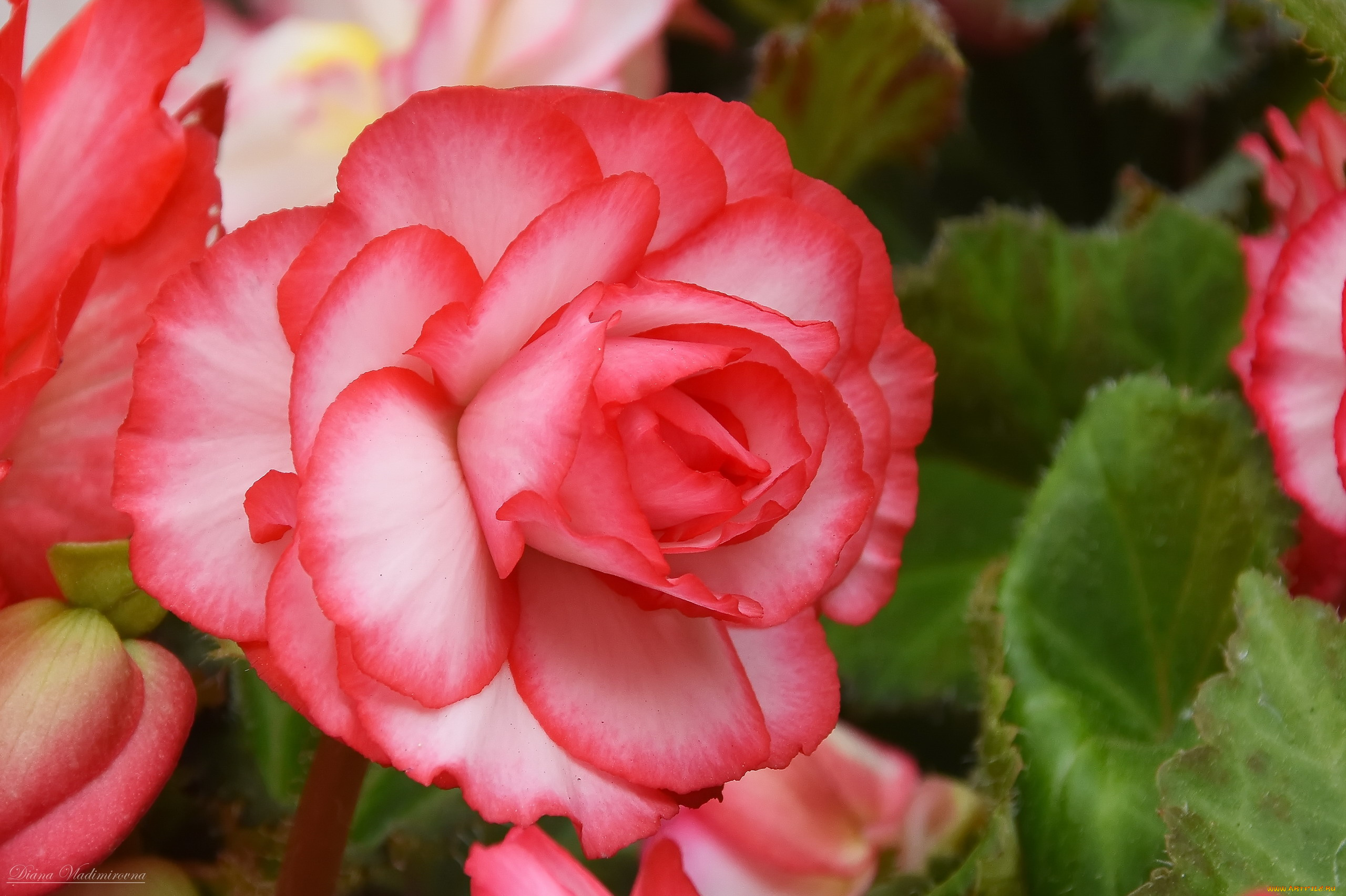 цветы, бегония, бело-розовая, макро