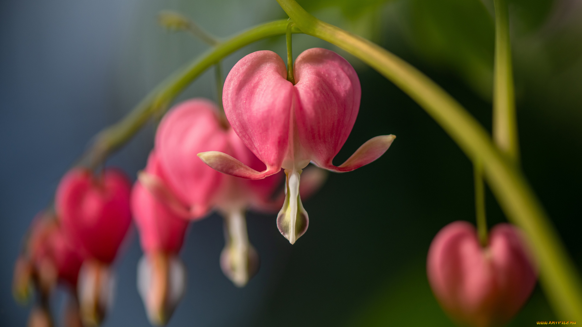 цветы, дицентра, , разбитое, сердце