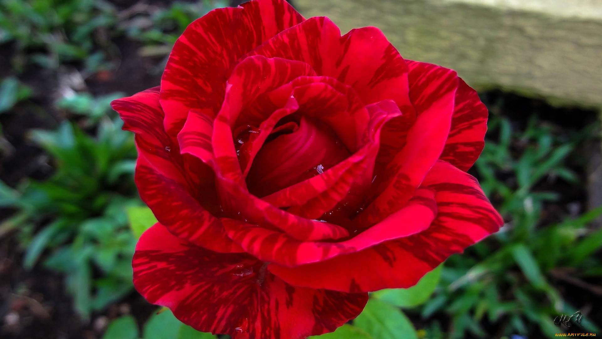 цветы, розы, роза, красная, полоски