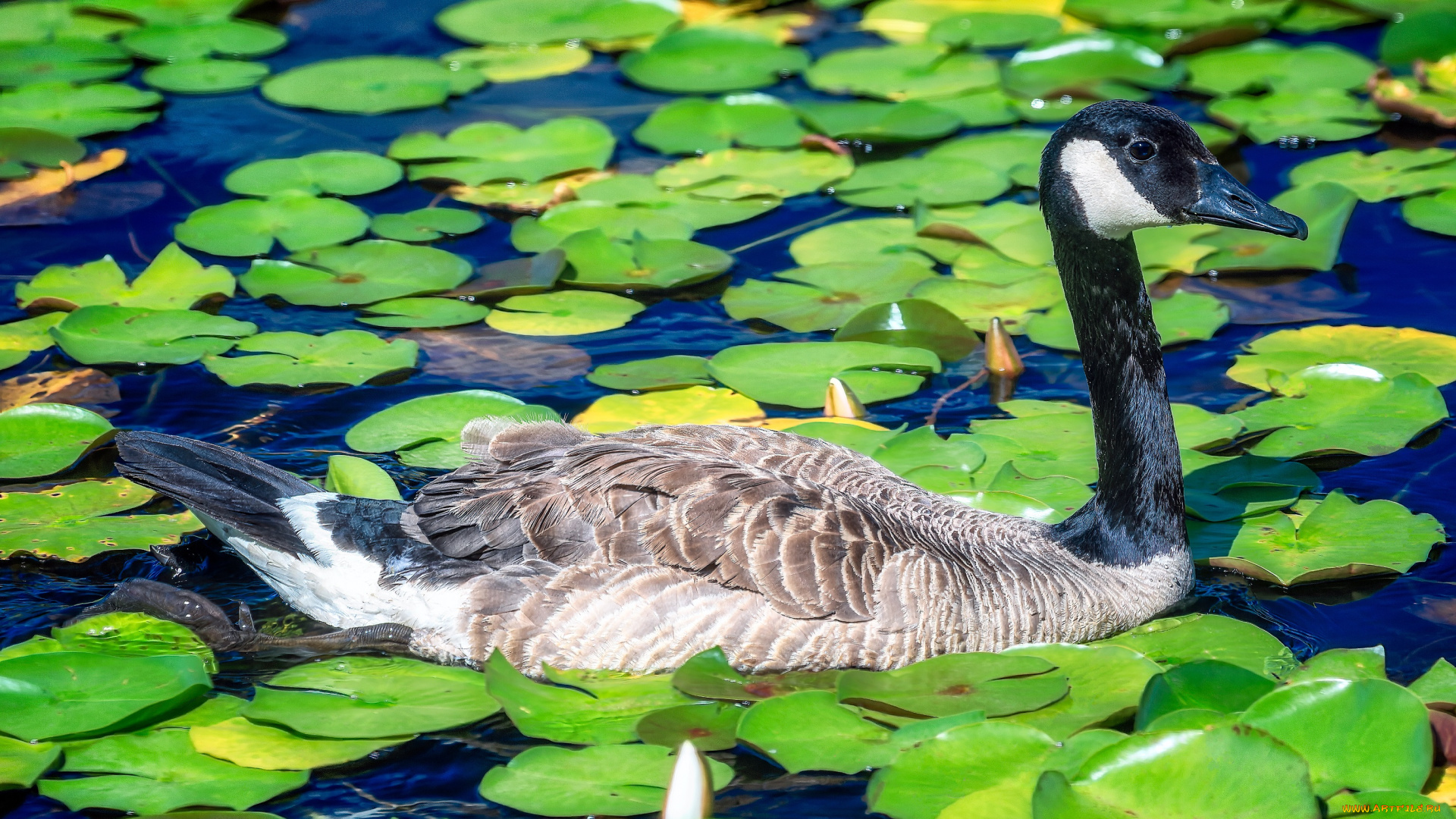 животные, гуси, гусь