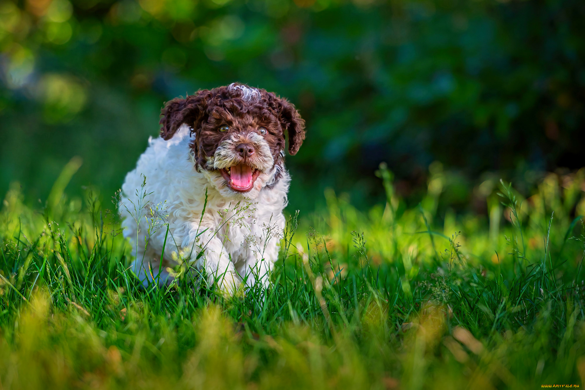 животные, собаки, щенок