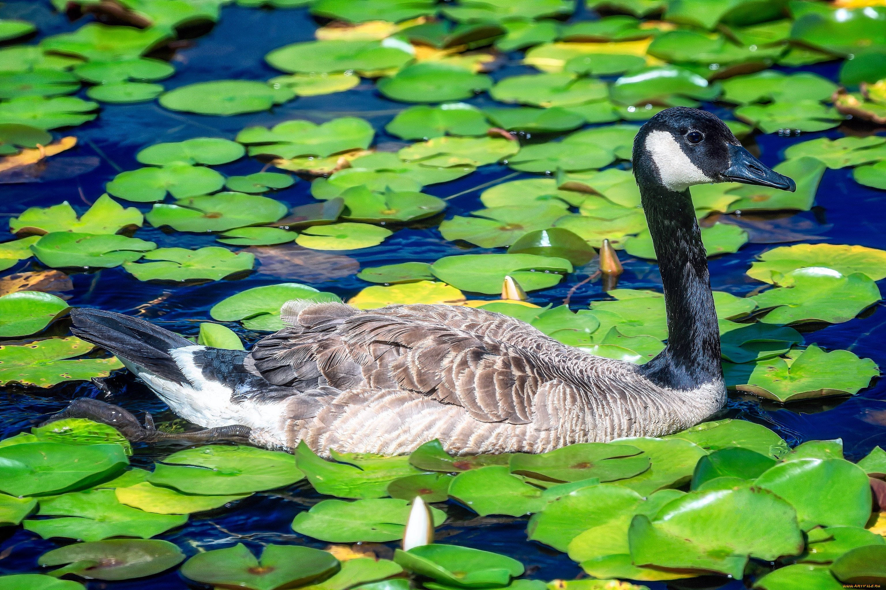 животные, гуси, гусь