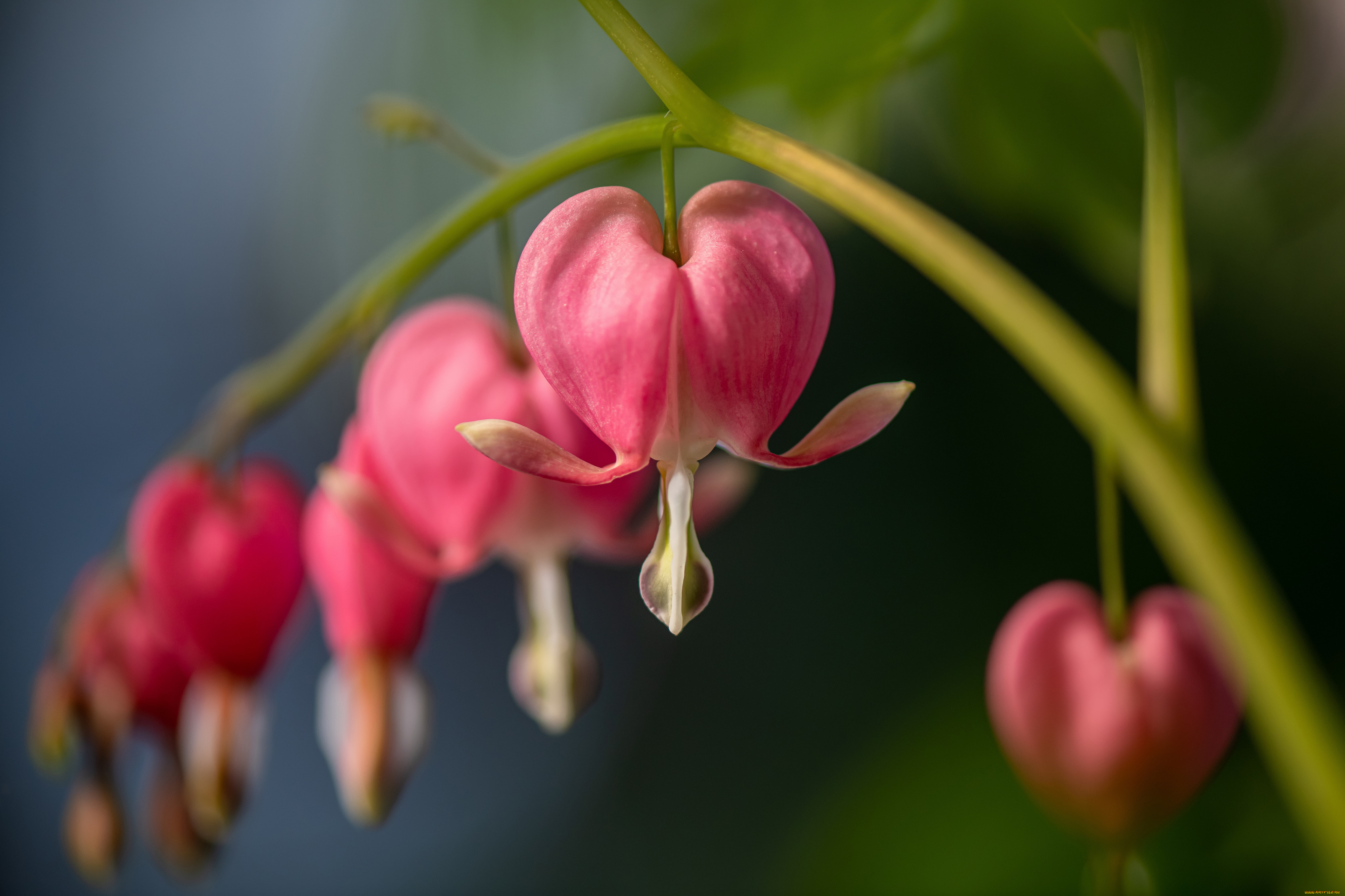 цветы, дицентра, , разбитое, сердце