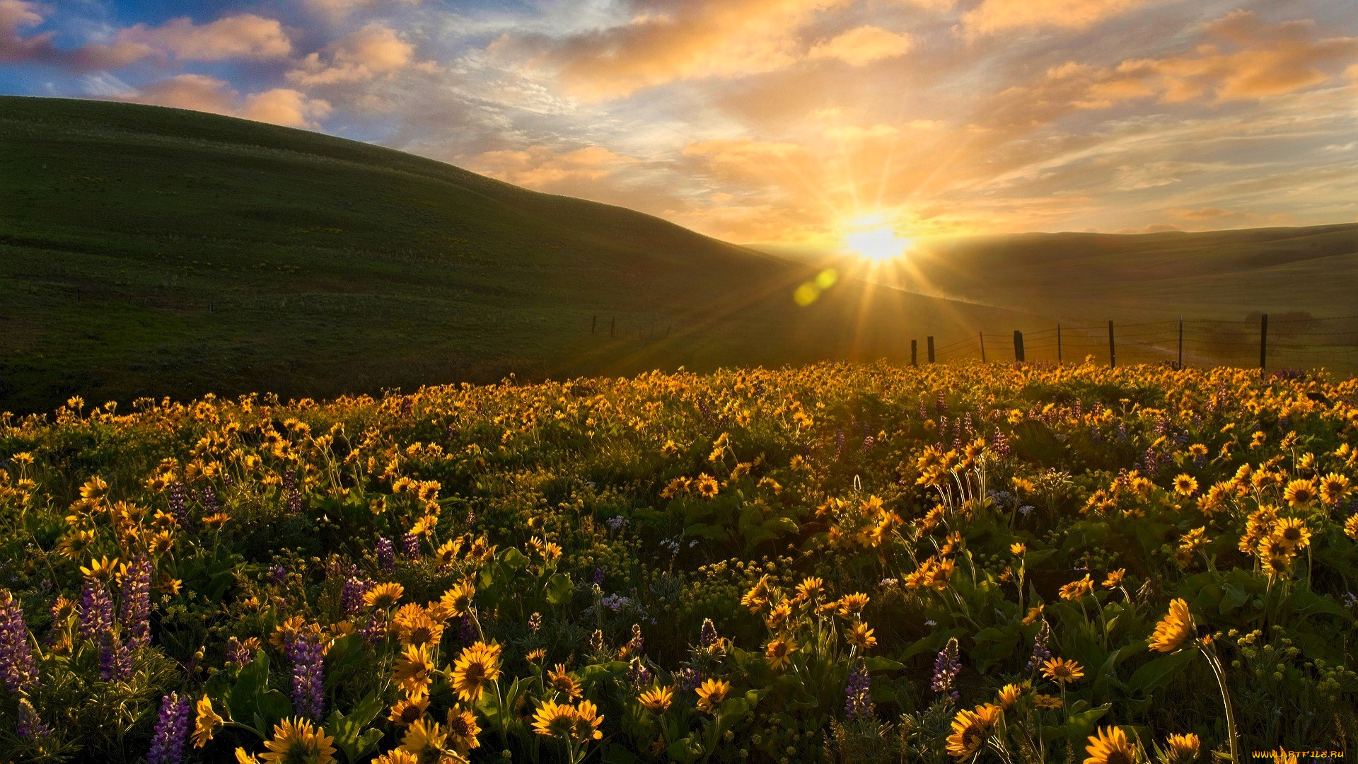природа, луга, холмы, солнце, закат, луг, цветы