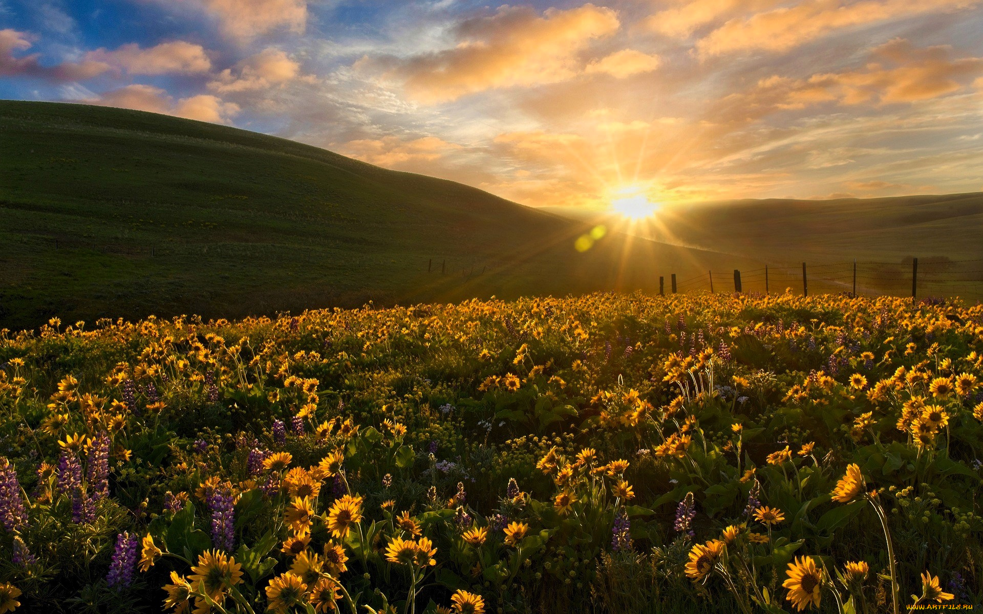 природа, луга, холмы, солнце, закат, луг, цветы