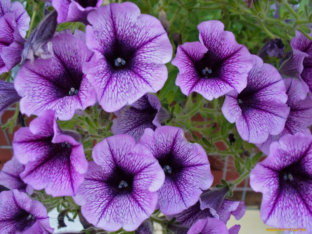 цветы, петунии, калибрахоа