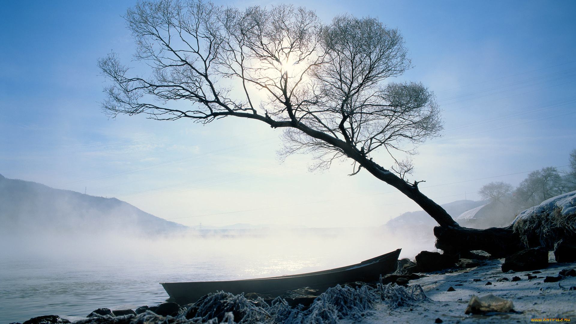 природа, деревья